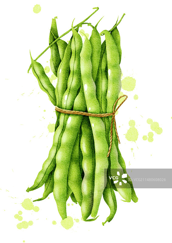水彩蔬菜四季豆插画图片素材