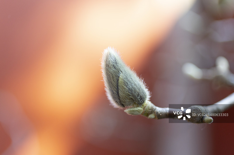 白玉兰花朵花骨朵图片素材