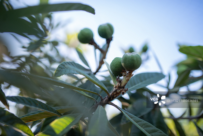 枇杷树挂果即将成熟图片素材