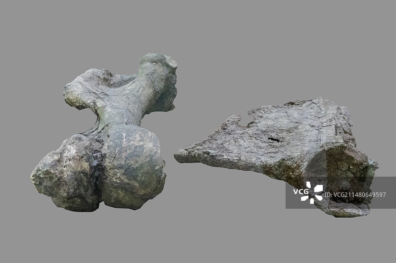 云南省楚雄彝族自治州元谋县元谋人博物馆：乳齿象尺骨、肩胛骨——元谋雷老出土；中新世晚期图片素材