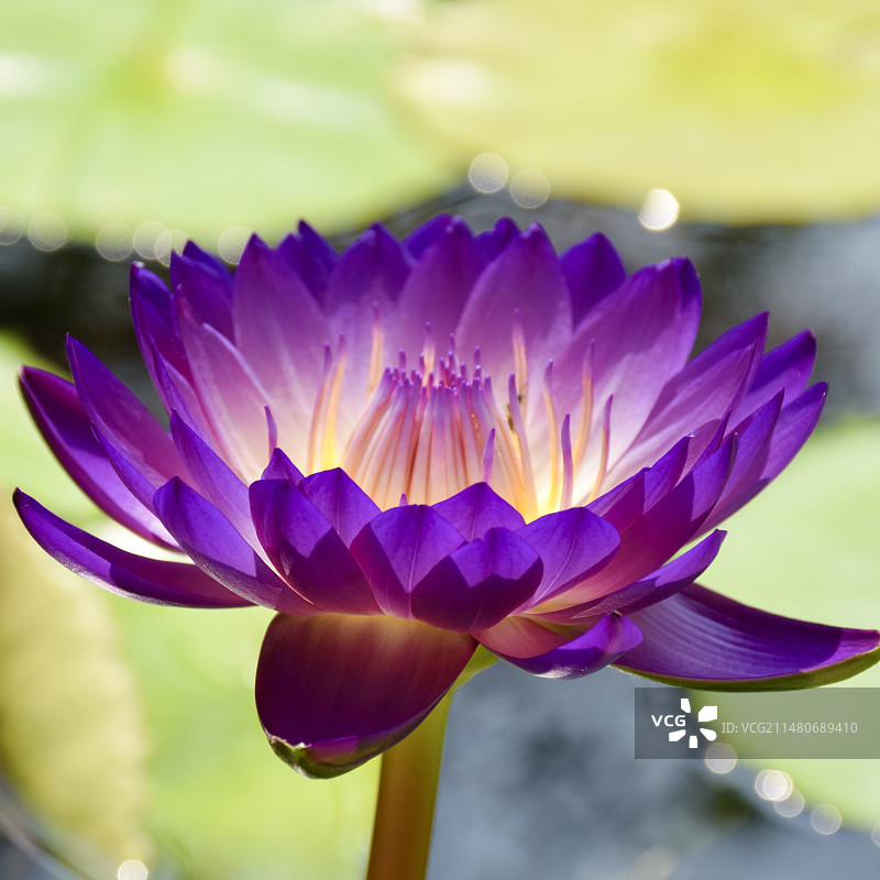 不同绽放状态的莲花图片素材