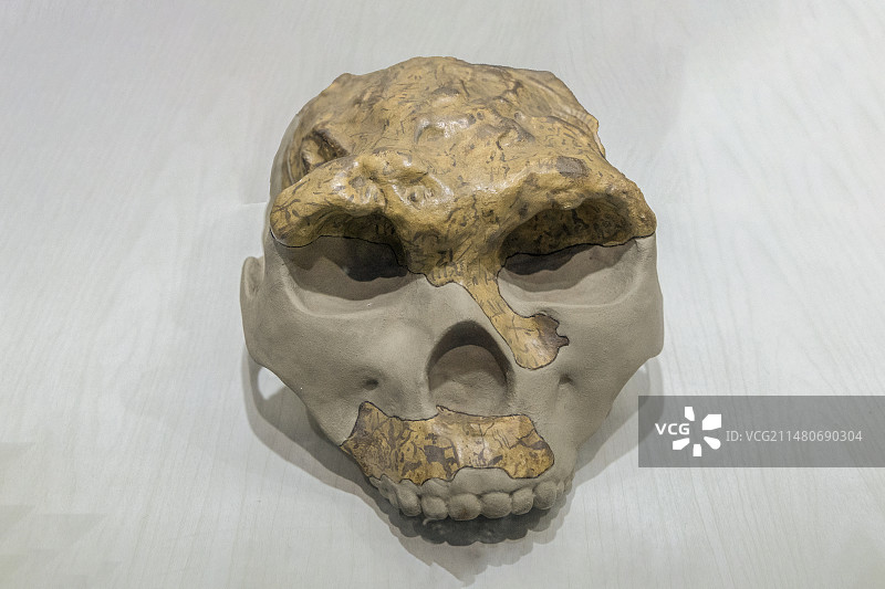 云南省楚雄彝族自治州元谋县元谋人博物馆：蓝田人头骨化石——陕西省蓝田县陈家窝、公王岭出土；中更新世图片素材