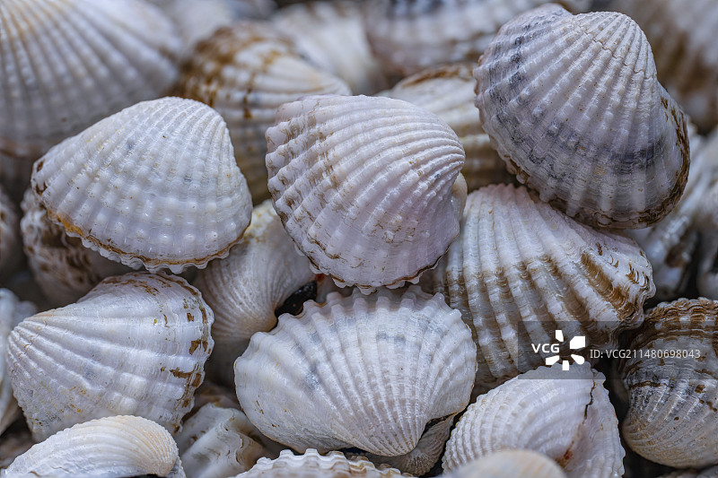 血蛤特写图片素材