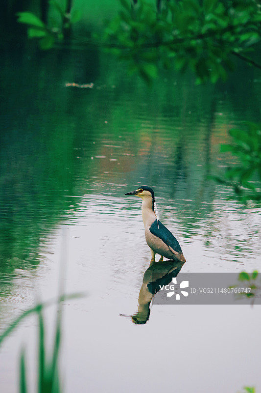 夜鹭 摄于杭州茅家埠图片素材