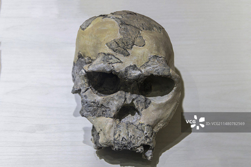 云南省楚雄彝族自治州元谋县元谋人博物馆：非洲南猿头骨（复制品）——南非阿扎尼亚汤恩地区图片素材