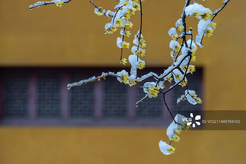冬季黄色背景中落满雪的盛开的腊梅特写照图片素材