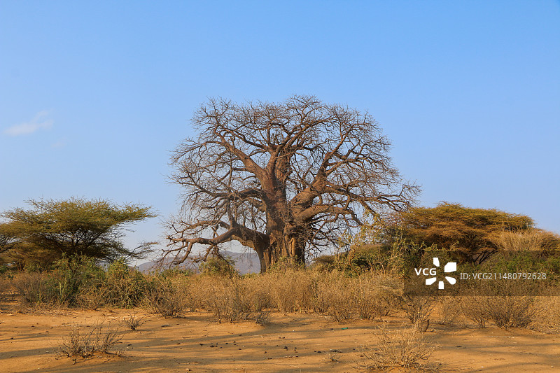 非洲猴面包树图片素材