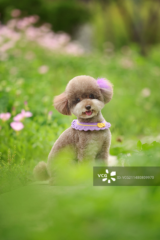 开心的贵宾犬图片素材