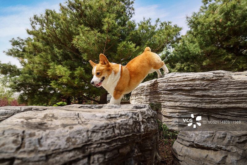 户外开心的威尔士柯基犬图片素材