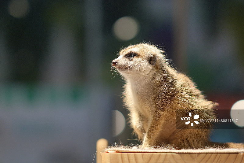 可爱的小动物图片素材