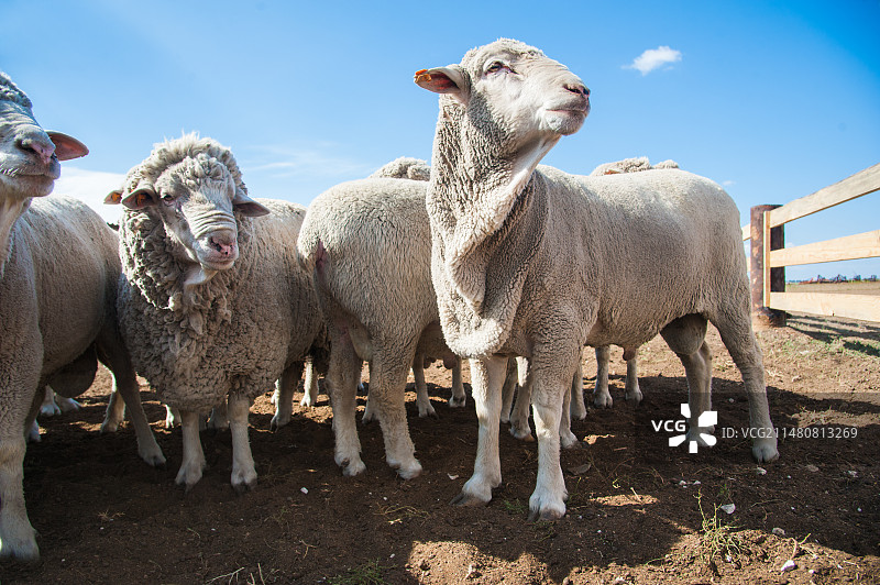 一群羊图片素材