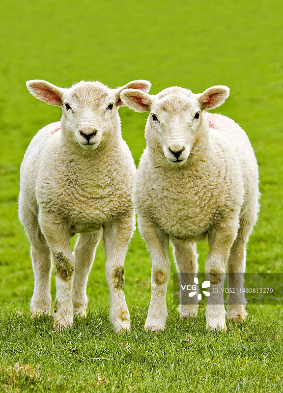 可爱的小羊图片素材