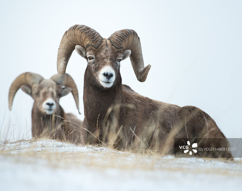 一群羊图片素材