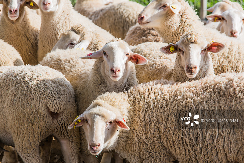 可爱的小羊图片素材