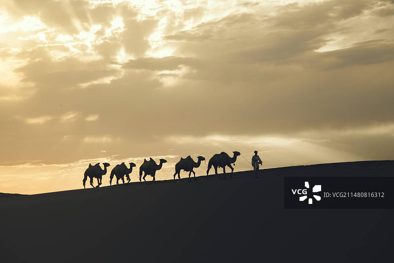 中国新疆沙漠上的骆驼队自然风光图片素材