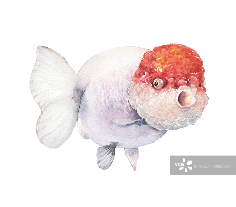 水彩手绘一只游动的彩色金鱼兰寿鱼插画图片素材