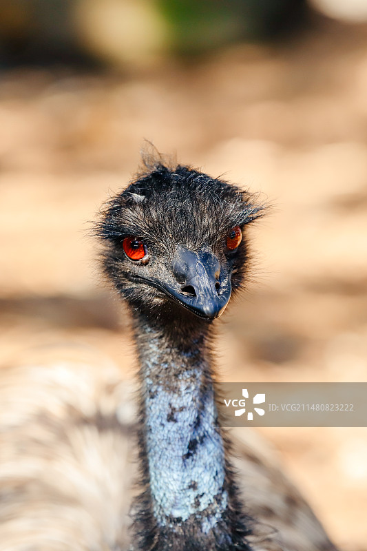 澳洲鸸鹋特写图片素材