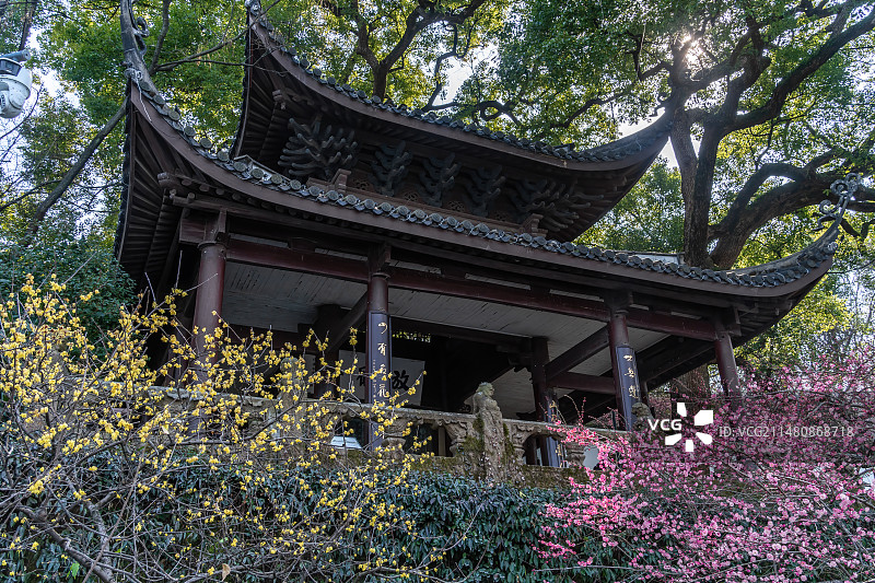 杭州西湖 孤山 放鹤亭 春天 梅花季图片素材