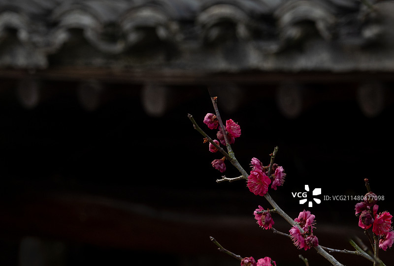 杭州西溪梅花梅花图片素材