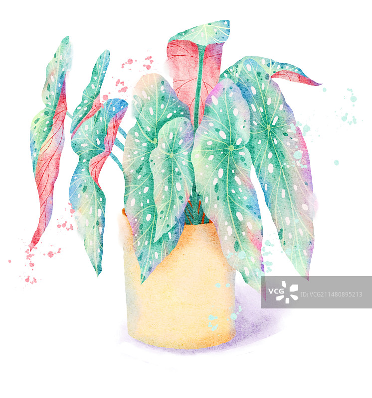 水彩植物鳟鱼海棠插画图片素材