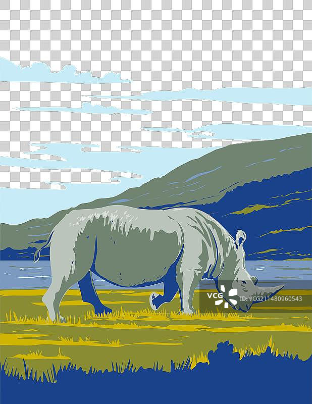 纳库鲁湖国家公园内的白色犀牛图片素材