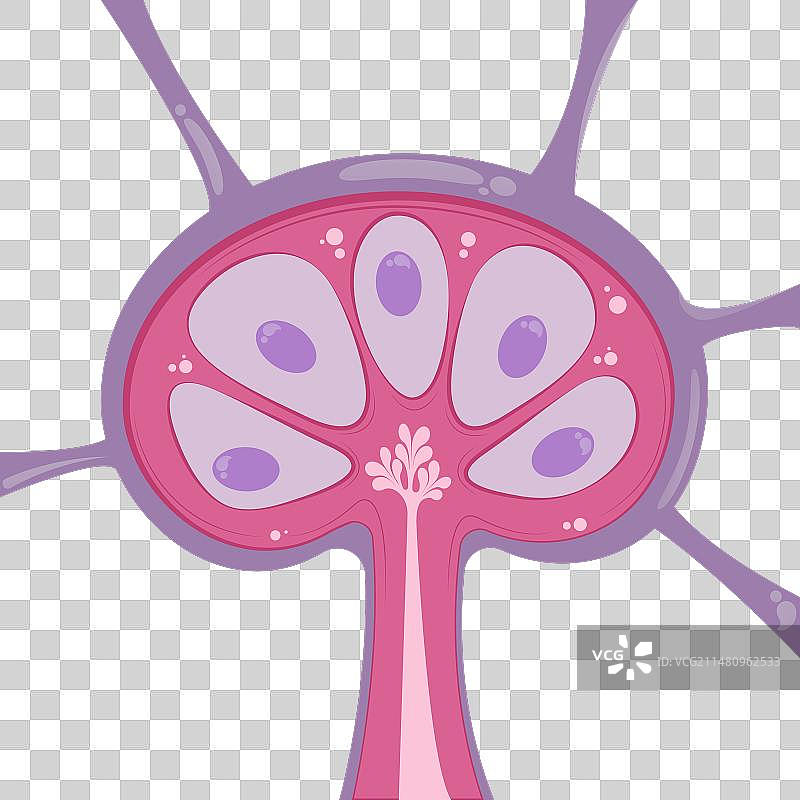 淋巴结图片素材