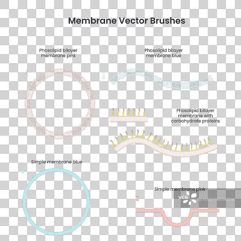 细胞膜笔刷套装图片素材