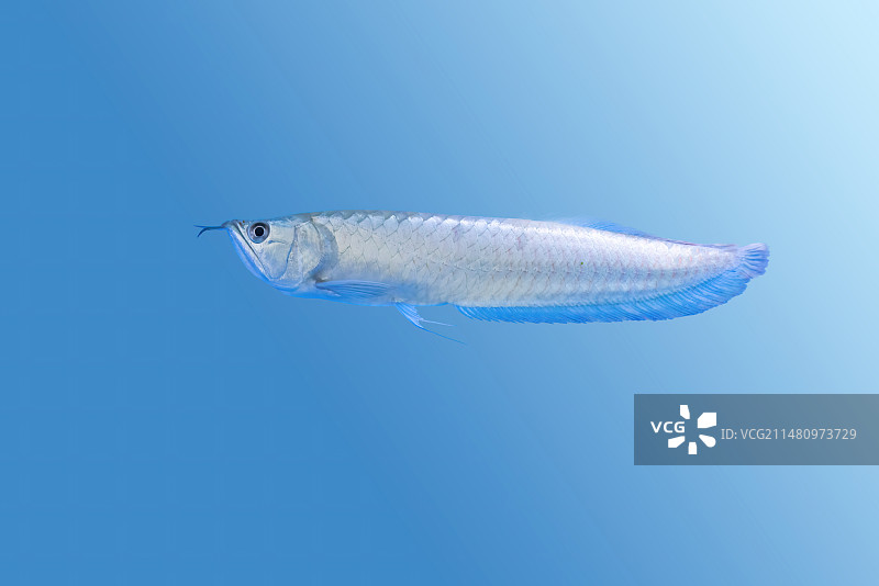 观赏鱼，宠物，热带鱼，图片素材