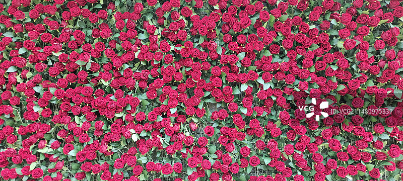 玫瑰墙图片素材