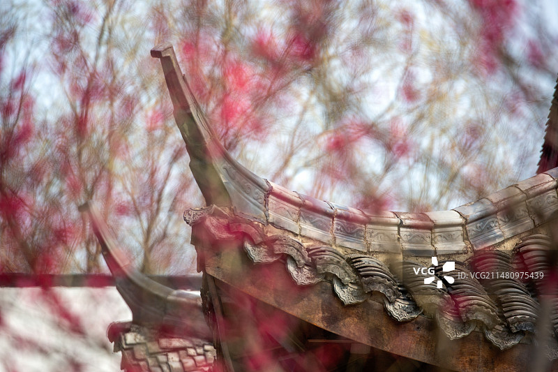 杭州超山梅花图片素材