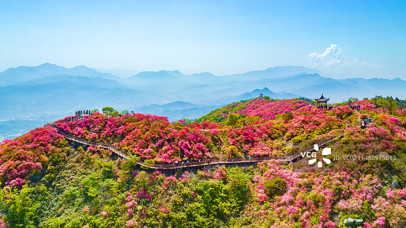 杜鹃花开图片素材