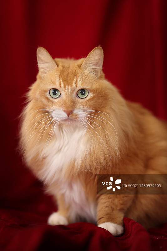 开心的小猫图片素材