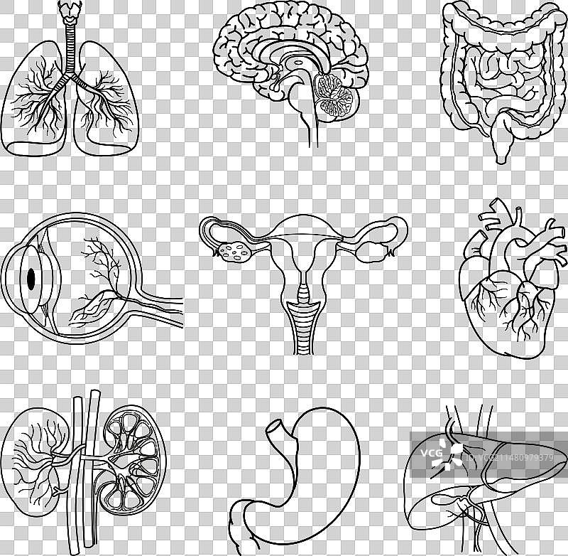 人体器官解剖着色素材图片素材