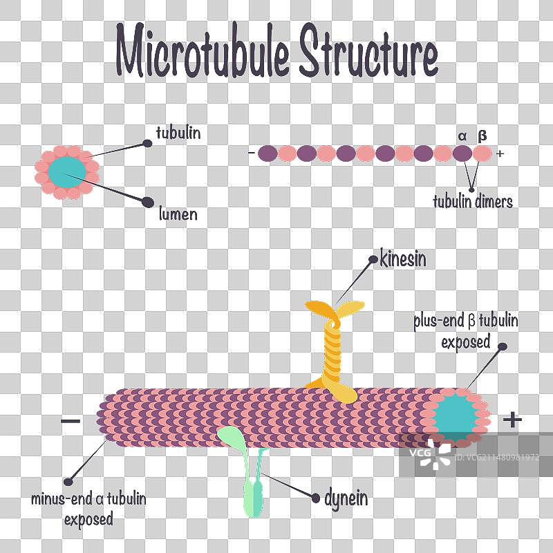 微管结构图片素材