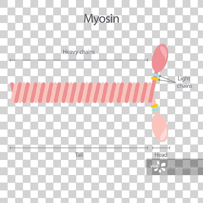 肌球蛋白分子科学图片素材