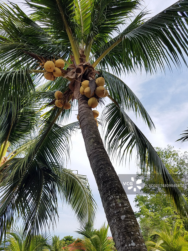 泰国普吉岛上的椰树图片素材