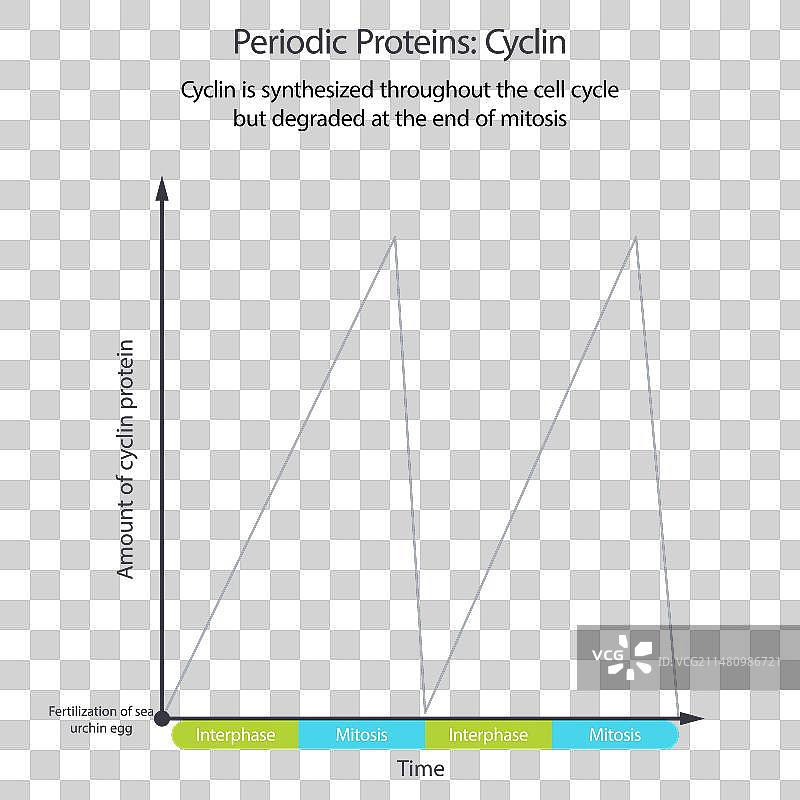 细胞周期蛋白科学信息图图片素材