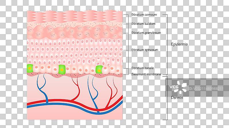 人体皮肤结构图图片素材