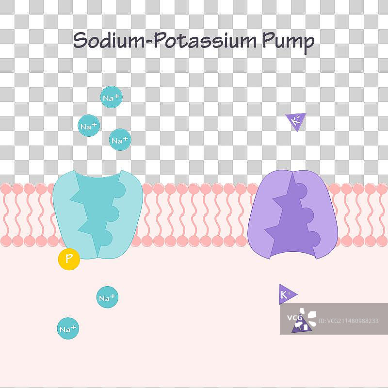 钠钾泵跨膜离子通道图片素材