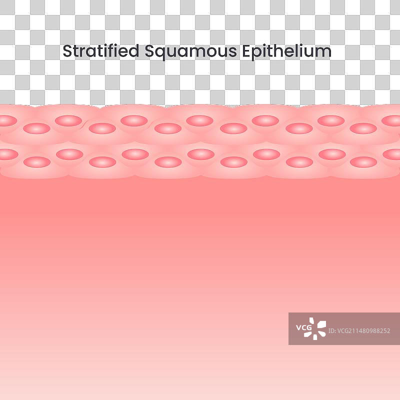 复层扁平上皮图片素材
