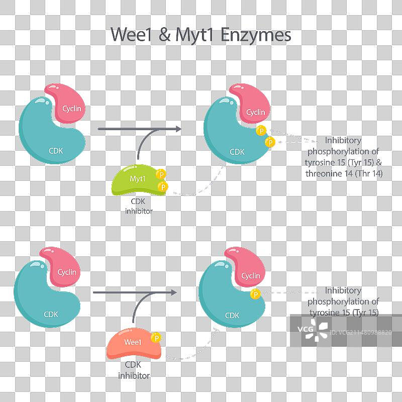 WEE1和MYT1抑制酶科学图片素材