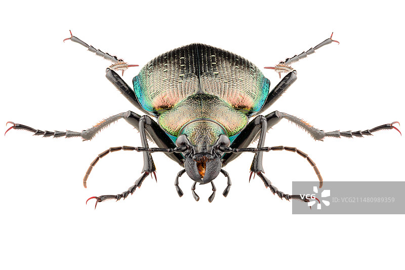 昆虫苍蝇自然图片素材