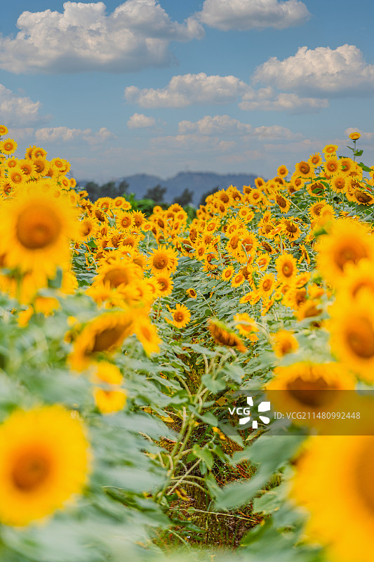 宁波慈溪向日葵花海图片素材