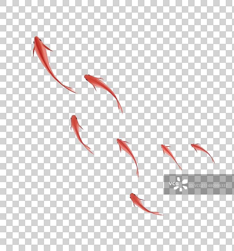 红色锦鲤鱼素材图片素材