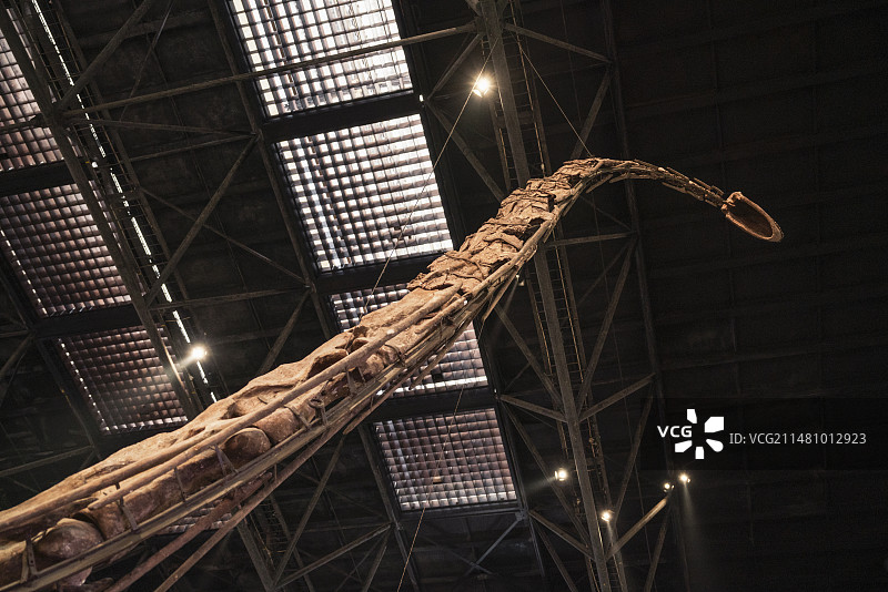 自贡恐龙博物馆恐龙骨架化石图片素材