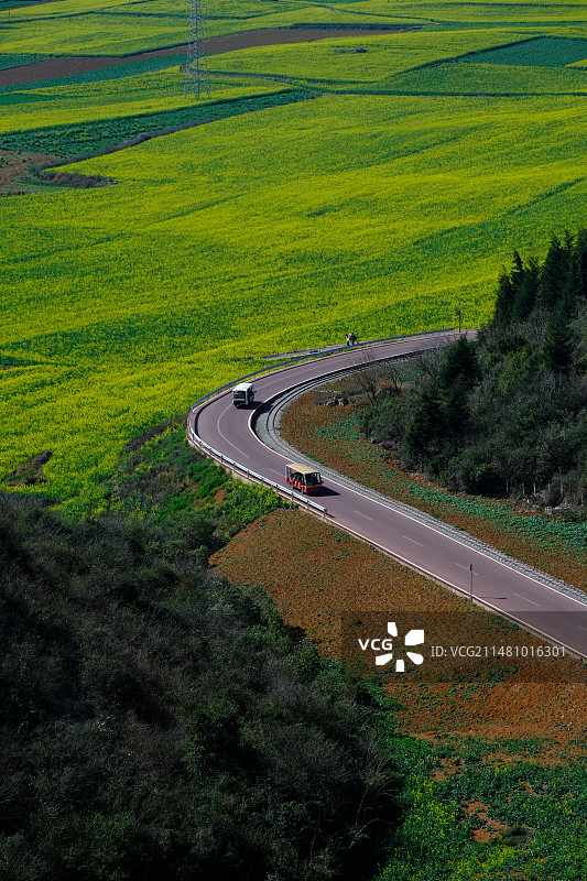 云南罗平油菜花海图片素材