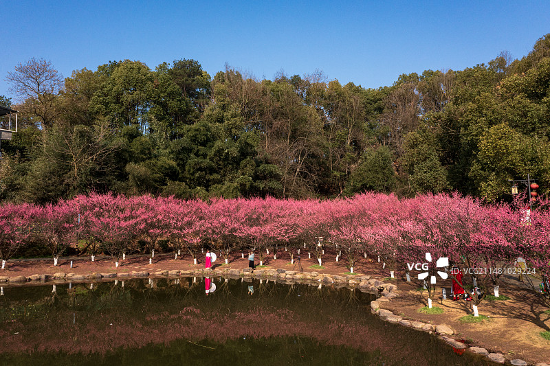 水边的梅林图片素材