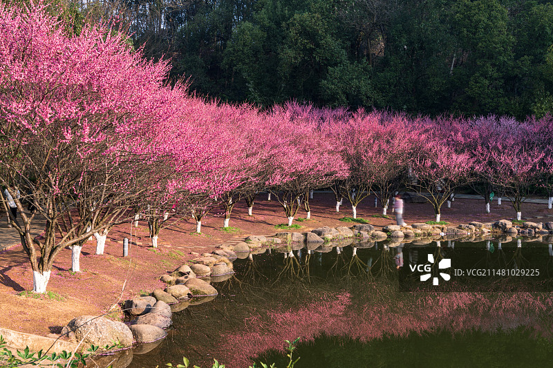 水边的梅林图片素材
