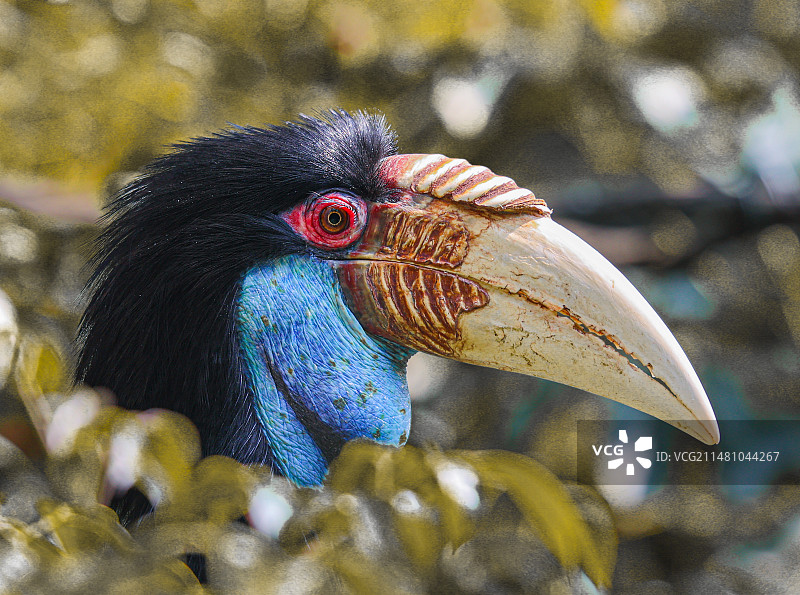 长隆野生动物园—犀鸟图片素材
