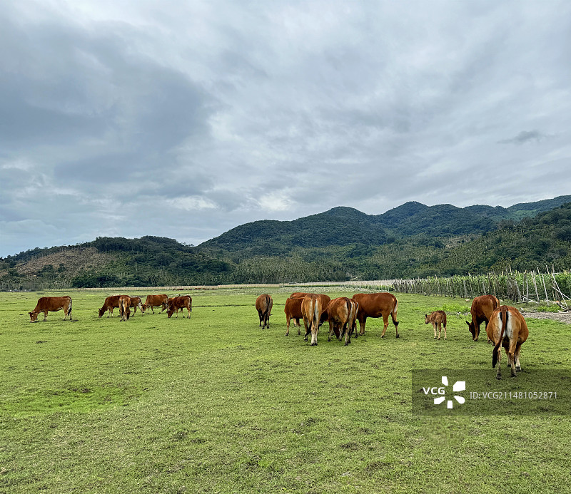 牛群在山前的草地上吃草图片素材